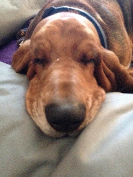 Barbaras dog Teresa