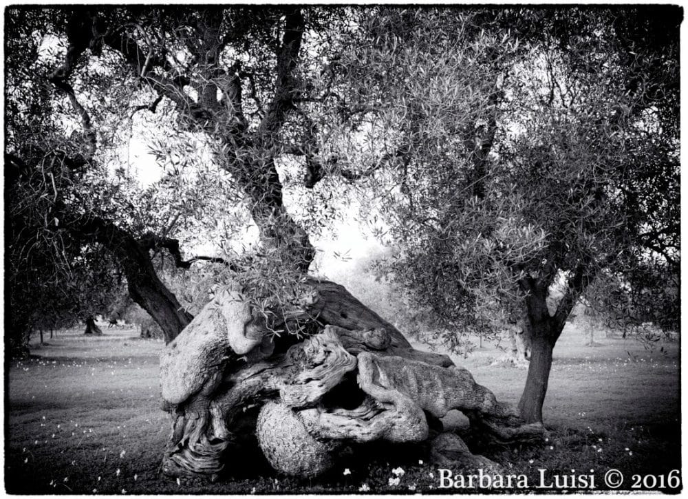 Barbara Luisi Vita Aeterna 1 barbara-luisi-vita-aeterna-1