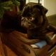 Dr Watson, the pug, wanting to go on tour