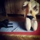 Working out with Vader... my pug