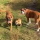 My dogs 2