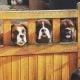 My dogs